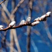 Erste Frühlingsboten