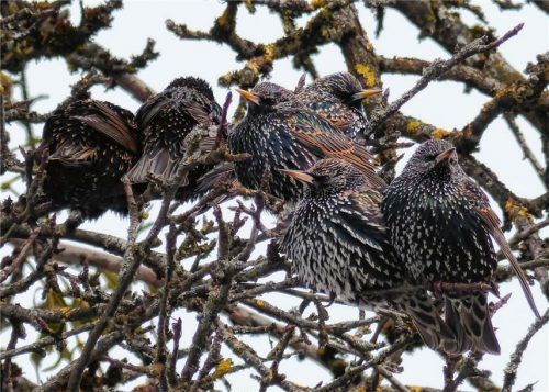 Ich bin ein Star – mir ist‘s zu kalt!