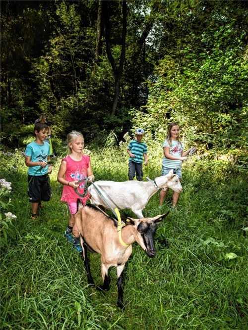 In tierischer Begleitung macht das Spazierengehen viel mehr Spaß. Foto  djd/Tourist-Info Waginger See/A. Effner