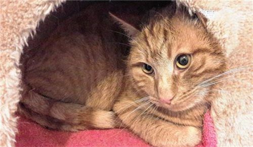 Ist gerne auf Mäusejagd: Kater „Karlsson“ aus dem Tierheim Ostermünchen.