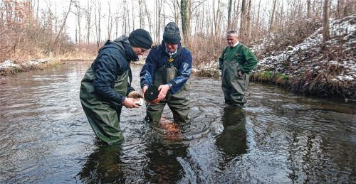 Kinderstube für Forellen eingerichtet