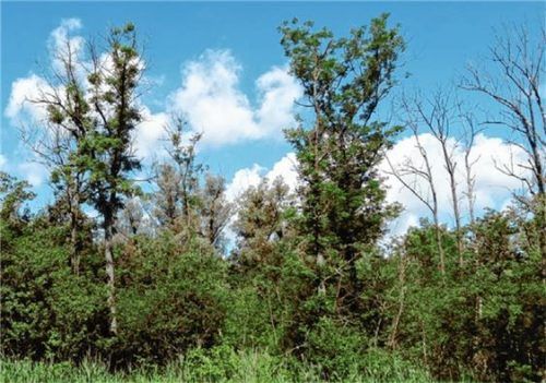 Kronenverlichtung: Ein Krankheitssymptom von erkrankten Eschen, rechts bereits abgestorbene Bäume.Foto re