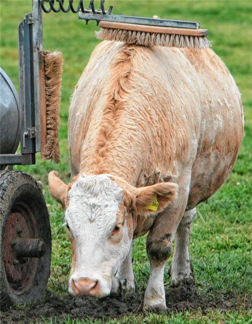 Massage per Bürste: Diese Kuh hat auf dieser Weide die Möglichkeit, sich bei Bedarf durch die beiden Bürsten den Rücken zu kratzen. Ein Beispiel dafür, dass der Komfort für die Kuh immer mehr in den Fokus von Landwirten rückt. Foto dpa