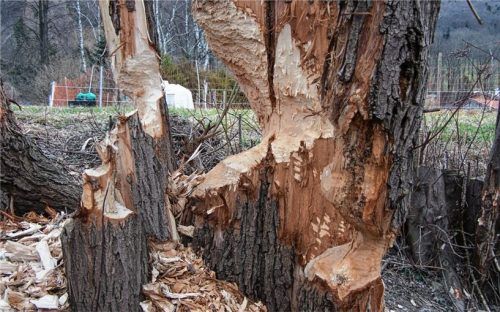 Nur wenige Stunden brauchten Biber, um diesen Baum zu bearbeiten. Sie benötigen ihn für den Bau und den Erhalt ihres Dammes. Das aufgestaute Wasser verursacht allerdings Schäden an den benachbarten Gebäuden, Wiesen und Feldwegen. Zudem geht von solche Bäumen wie im Bild Gefahr für Leib und Leben aus – wenn sie nämlich umkippen.Foto Steffenhagen