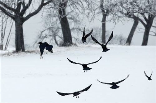 Peter Fischer appellierte an die Jäger, gegen die Zunahme der Krähenbestände vorzugehen. Foto dpa