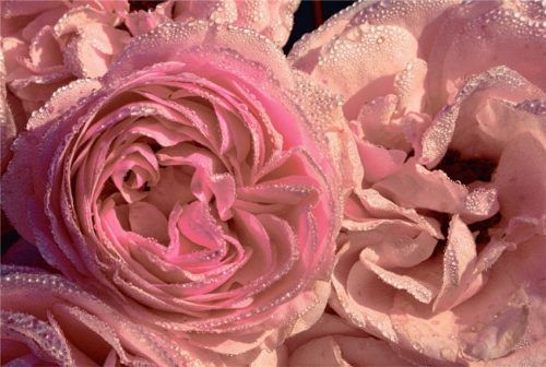 Rosen sind nach wie vor der Blumenklassiker, der am Valentinstag verschenkt wird. Foto BdB/akz-o