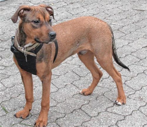 Sanftmütig und freundlich: „Zeus“, ein reinrassiger American-Staffordshire-Terrier, der allerdings in Bayern nicht gehalten werden darf.