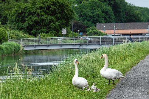 Schwäne beim „Picknick“ am Mangfallkanal, Taube beim „Fensterln“ bei der Konditorei Bergmeister: Diese Bilder freuen das Herz von Tierfreunden, doch Fütterungen benötigt das Federvieh nicht.Fotos Stephan