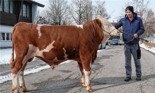 Simon Breu aus Schwaig bei Brannenburg mit einem späten Passion-Sohn, der bei der Bayern Genetik in Besamungseinsatz geht.Fotos RE