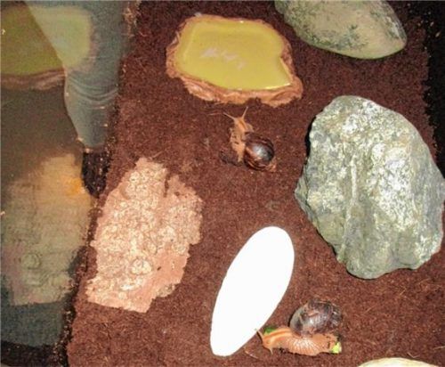 Spannendes neues Projekt: In der Kinderkrippe „Holzwürmchen“ sind afrikanische Riesenschnecken „eingezogen“.