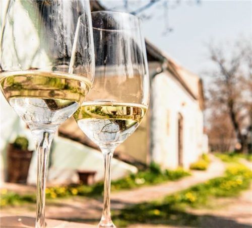 Viele Winzer laden beim Kaptaler Weinfrühling zur Verkostung ein. Foto Niederösterreich Werbung/Robert Herbst