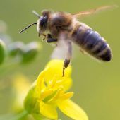 Gefahr für Bienen