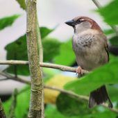 Bedrohter Allerweltsvogel