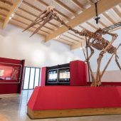 Flugsaurier „Dracula“ im Museum