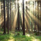 Der Kampf der Waldbesitzer