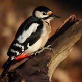 Hämmern für die Liebe