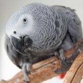 Schau mir in die Augen, Kleines!