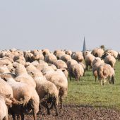 Schäfer – ein Beruf in großer Not