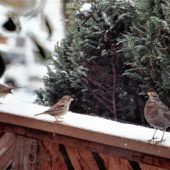 Vogeltrio auf Futtersuche