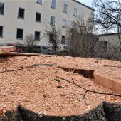 Bäume für das Baufeld gefällt