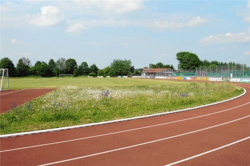 Am Sportplatz in Stephanskirchen wurde im Sommer der Unterschied von Kategorie eins zu Kategorie drei bereits deutlich. Rund um das gut gepflegte Sportfeld blüht die bunte Wiese.Foto  Bauhof Stephanskirchen