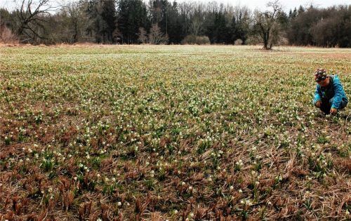 Blühende Frühlingsboten