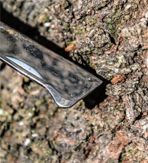 Charakteristisches Erkennungsmerkmal: Bohrmehl, das aus dem Stamm austritt.