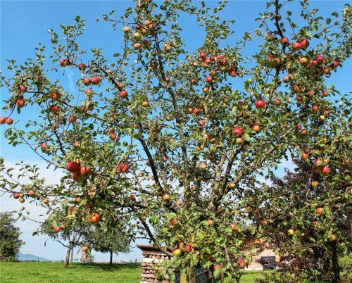 Damit die Apfelbäume im Herbst so kräftig und ergiebig aussehen wie hier an einem Baum in Nußdorf, ist viel Arbeit notwendig. Spezialisten begleiten daher die Mitglieder des Obst- und Gartenbauvereins mit Rat und Tat durch das Gartenjahr.Foto Steffenhagen