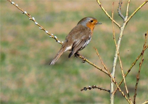 Das Rotkehlchen ist ein zutraulicher Vogel.Foto Hoheneder