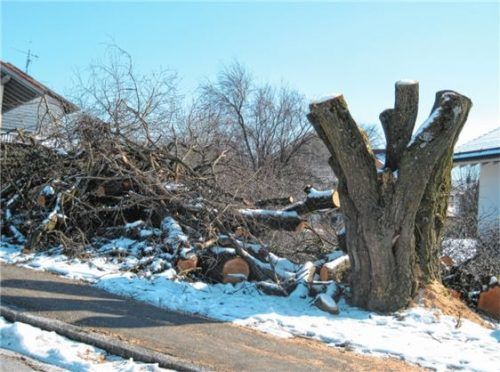 Der Baum des Anstoßes: die Salweide an der Ecke Waldstraße zur Lindenstraße in Pittenhart.Foto igr