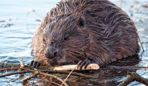 Der Biber hat Freunde und Feinde. Heute interessiert aber nicht mehr der feine Pelz des Bibers, wie in früheren Jahrhunderten, sondern der Schaden, den er anrichtet.Foto dpa