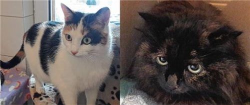 Die beiden Katzendamen „Lilly“ und „Rosalie“ aus dem Tierheim Ostermünchen wünschen sich ein neues Zuhause.