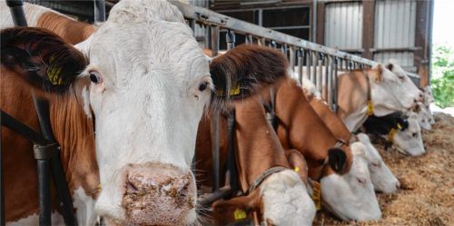 Für ihre Milch haben die meisten Bauern der MeG Rosenheim-Bad Aibling nach der Insolvenz der BMG einen Abnehmer gefunden. Foto dpa