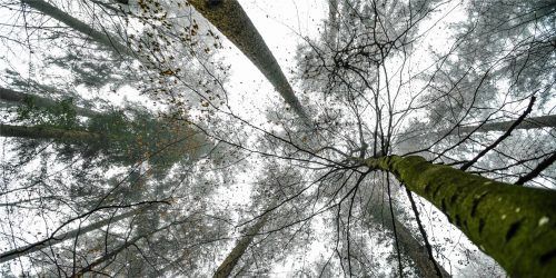 Ihm geht es nach Ansicht von Franz Steindlmüller aus Aschau wieder besser: dem Wald in Deutschland. Foto dpa
