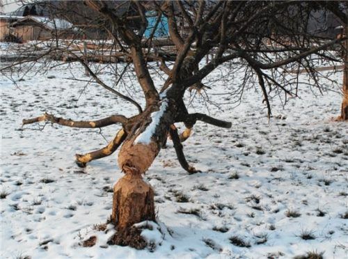 In einer nächtlichen Aktion schafften es einige Biber kürzlich in Labach, diese Obstbäume zu bearbeiten. Hier sind nun die Eigentümer gefordert, die Schäden den Behörden zu melden.Foto stv