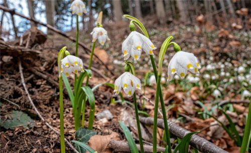 Kein Schneeglöckchen, sondern Frühlingsknotenblumen wachsen auf dem Hang