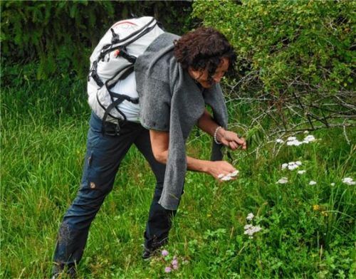 Kräutergarten Westallgäu: In der Region finden sich zahlreiche Wildpflanzen mit natürlicher Heilkraft. Foto  Gästeamt Oberreute/Elena Kirchmann