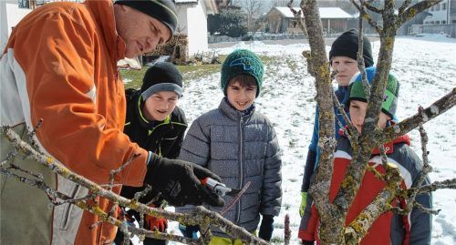 Unter fachkundiger Anleitung von Gartenbauexperte Thomas Kogler lernte die Jugendgruppe des Nußdorfer Obst- und Gartenbauvereins den Winterschnitt von Obstbäumen kennen. Dabei durften sie selbstverständlich selber Hand anlegen.Foto stv