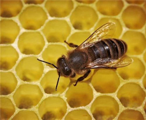 Viel Interesse am Imkern zeigten die Bürger bei den zahlreichen Imkerkursen am Halfinger Lehrbienenstand. Foto dpa