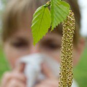 Jetzt bringt die Birke Allergiker zum Weinen