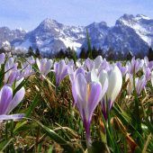 Das Krokus-Wunder vom Isartal