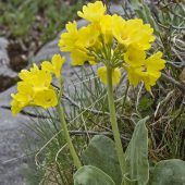 Die Pflanzenwelt im Karwendel
