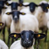 Rettung für das Rhönschaf