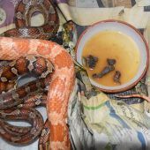 39 Schlangen und vier Geckos befreit
