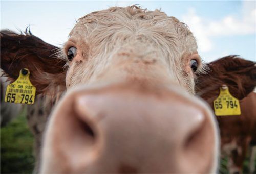 Da schaugst: Für Kühe ist Phosphor ein wichtiger Bestandteil des Futters. Foto dpa