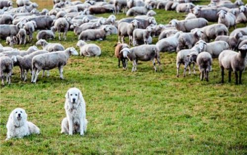 Die Herdenschutzhunde Alara (links) und Hugh, die zur Rasse der Pyrenäenberghunde gehören, bewachen eine Schafherde in Baden-Württemberg. Foto dpa