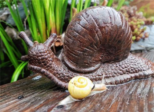 Echtes Wetter nicht nur für echte Schnecken