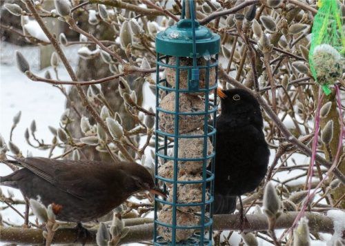 Frau (links) und Herr Amsel (rechts) speisen vor einer Magnolie