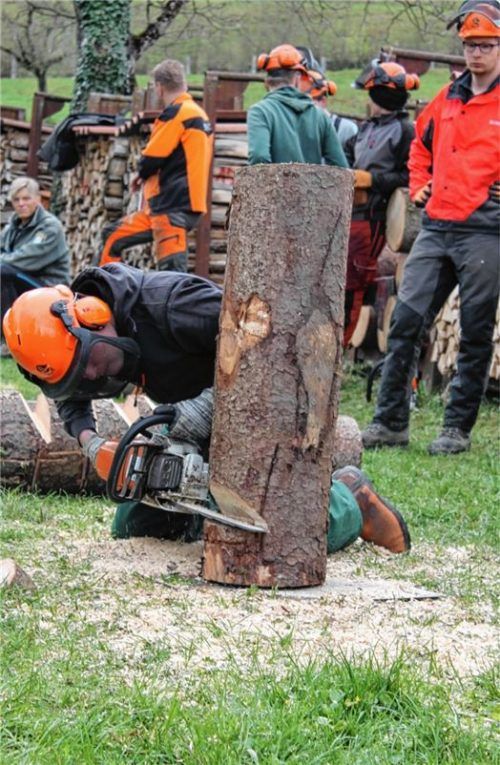 Gekonnter Fallkerbbaumschnitt: Ein Azubi zeigt, wie man einen Baum präzise fällt.