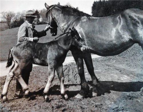 Nach dem Ersten Weltkrieg gab es wenig Pferde. Um die Zucht zu beleben, wurde die Pferdezuchtgenossenschaft gegründet. Die Aufnahme entstand 1943.